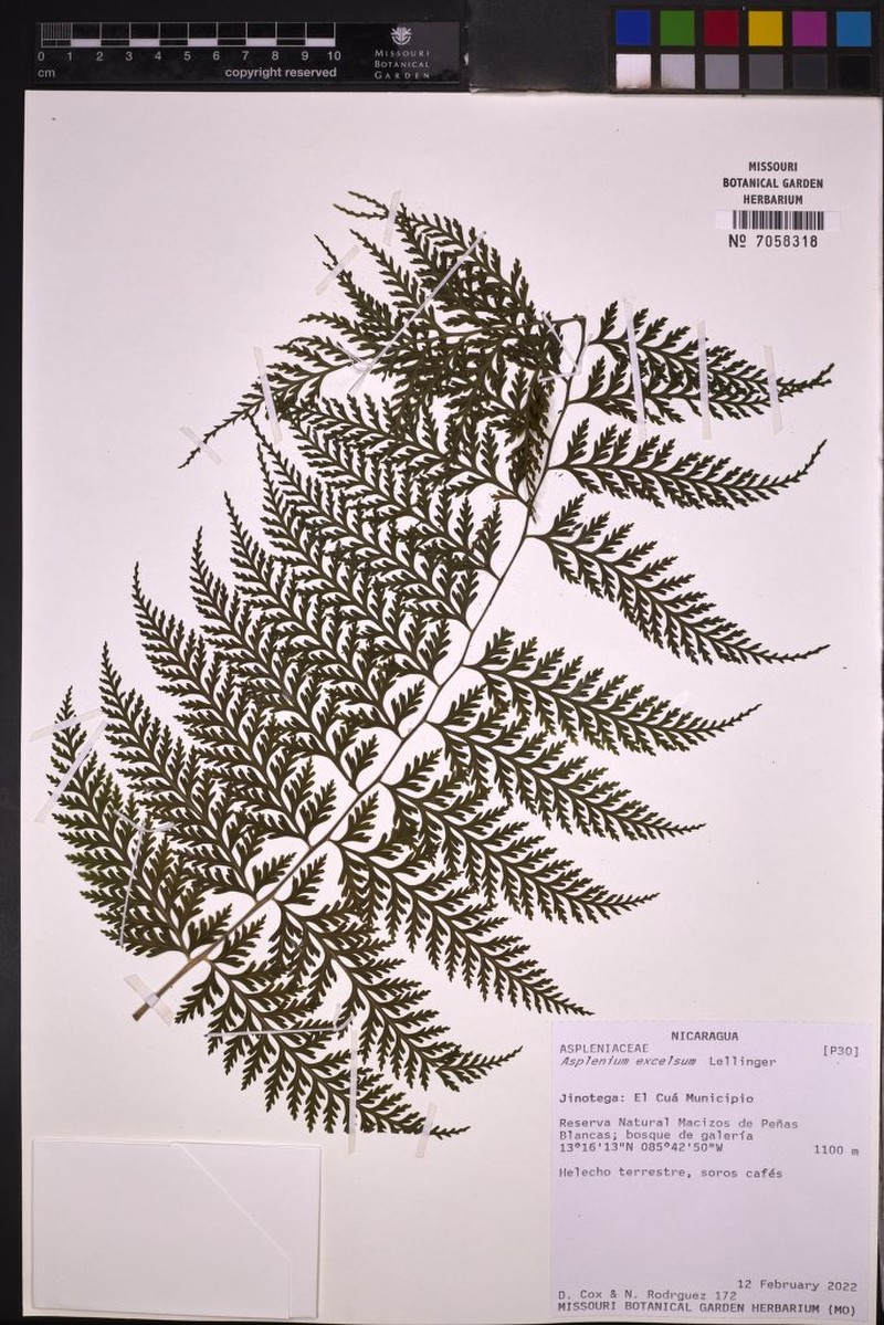 Asplenium excelsum