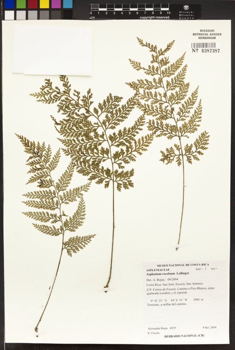 Asplenium excelsum photo 2