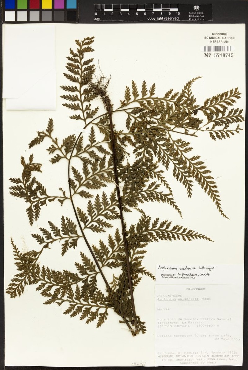 Asplenium excelsum photo 3