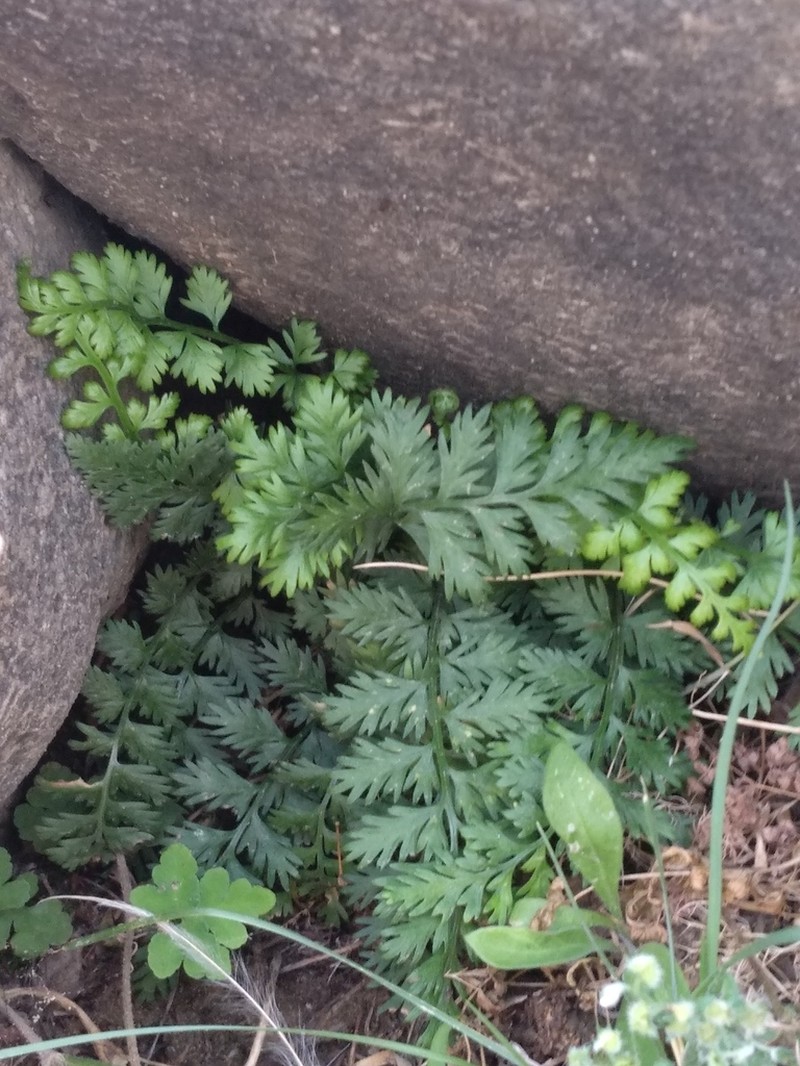 Little Spleenwort