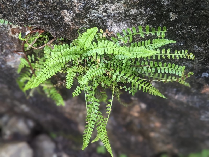 Little Spleenwort photo 2