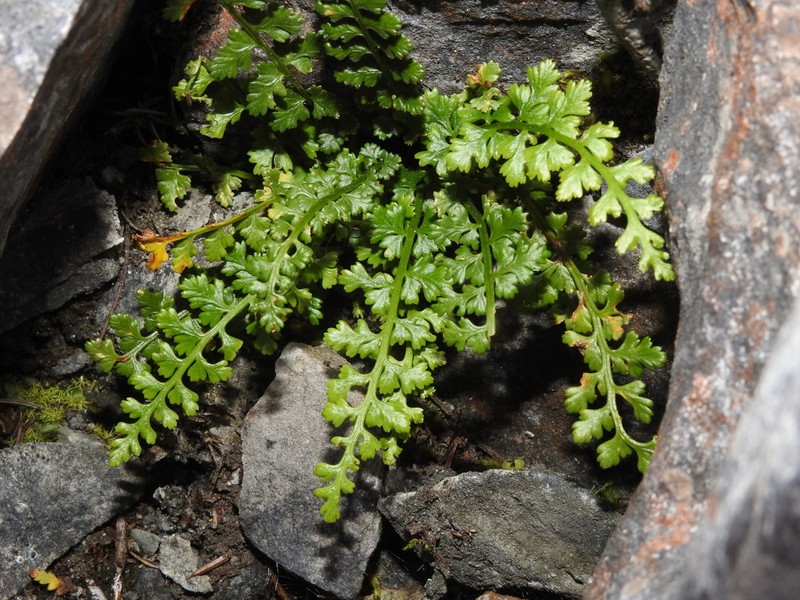 Little Spleenwort photo 3