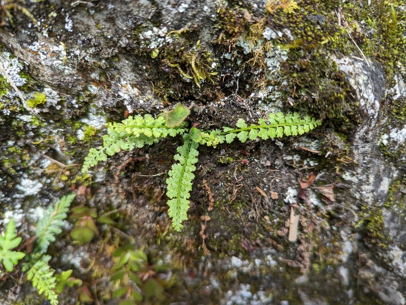 Little Spleenwort photo 4