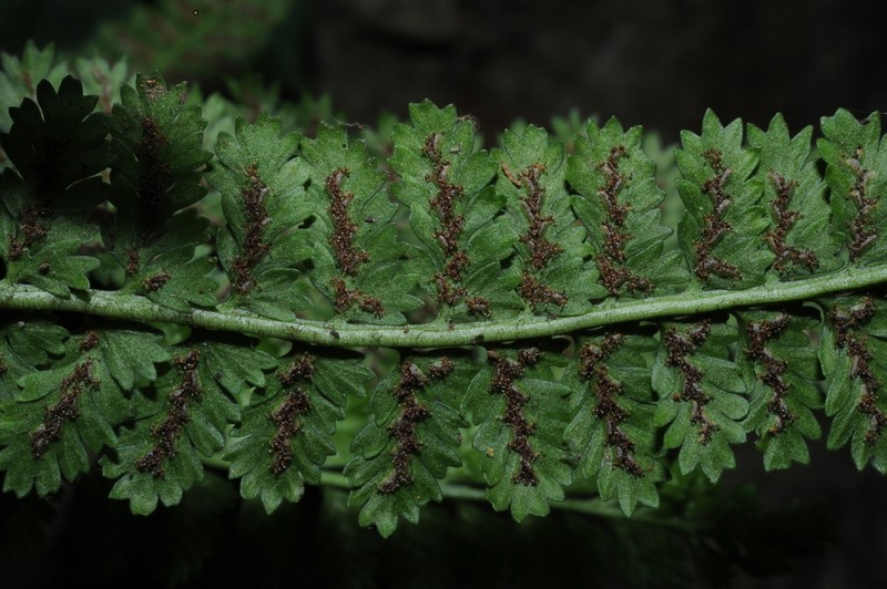 Little Spleenwort photo 5
