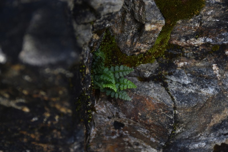 Little Spleenwort photo 6