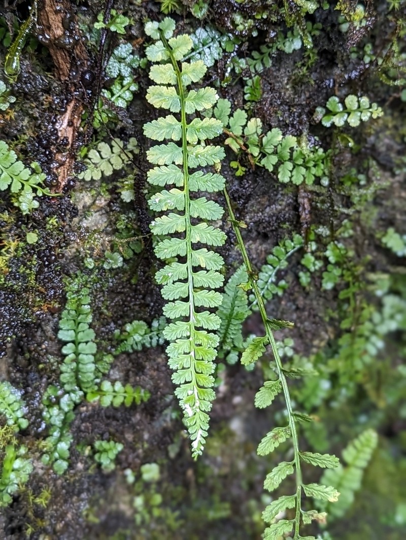 Little Spleenwort photo 7