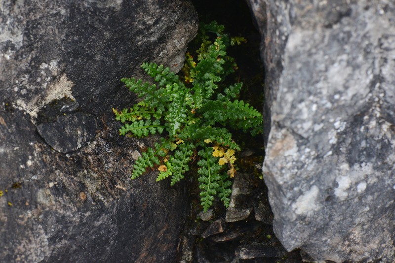 Little Spleenwort photo 8