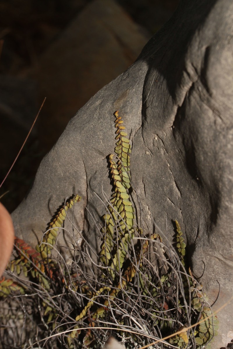 Asplenium extensum