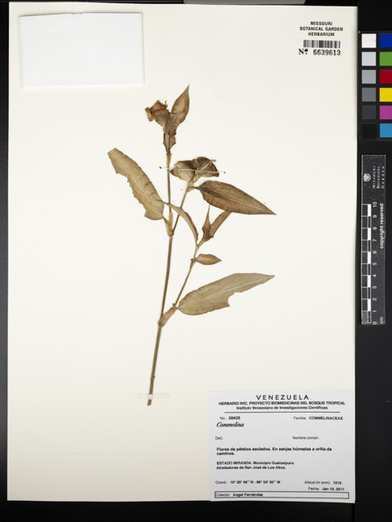 Asplenium extensum photo 5