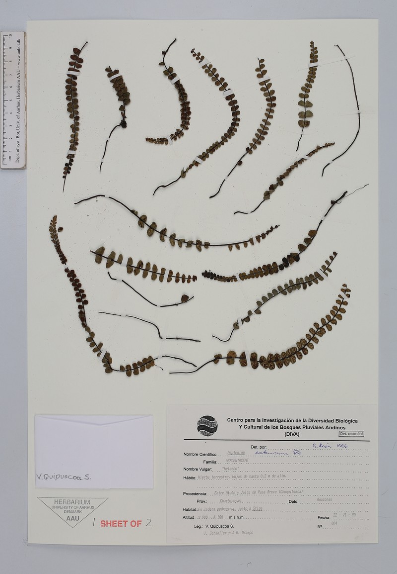 Asplenium extensum