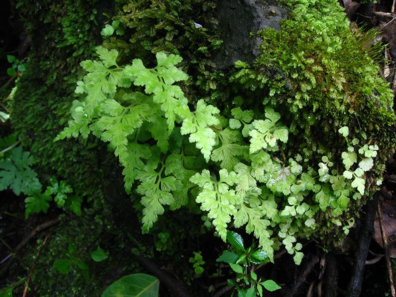 Asplenium eylesii