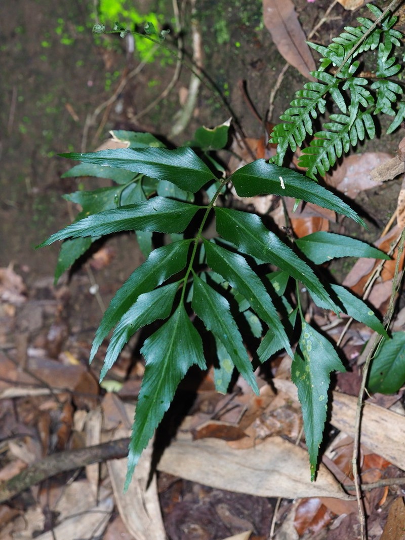 Asplenium falcatum