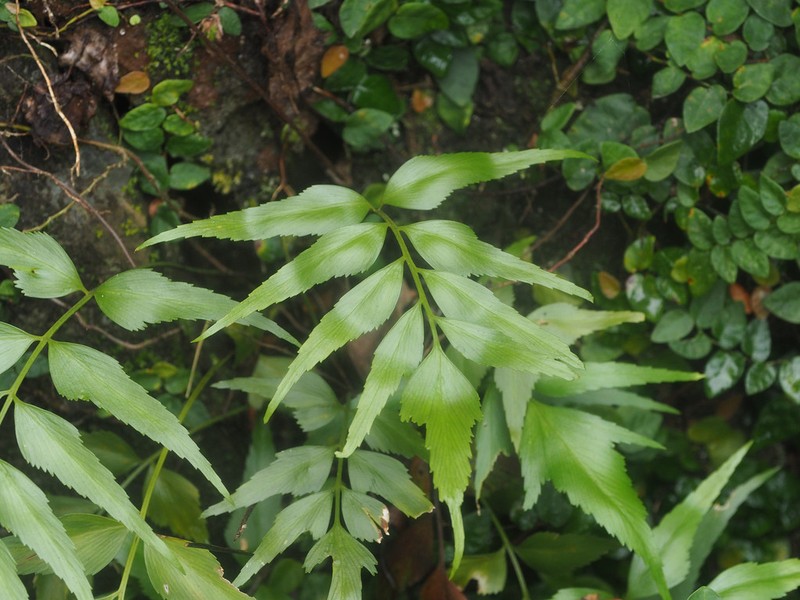 Asplenium falcatum photo 2
