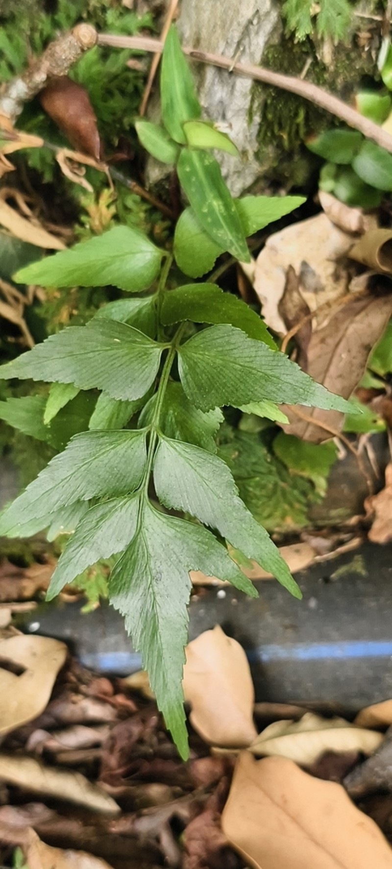 Asplenium falcatum photo 3