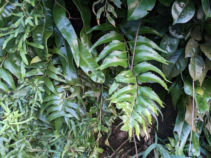 Asplenium falcatum photo 4