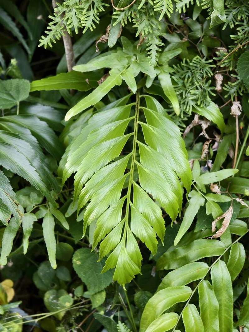 Asplenium falcatum photo 5