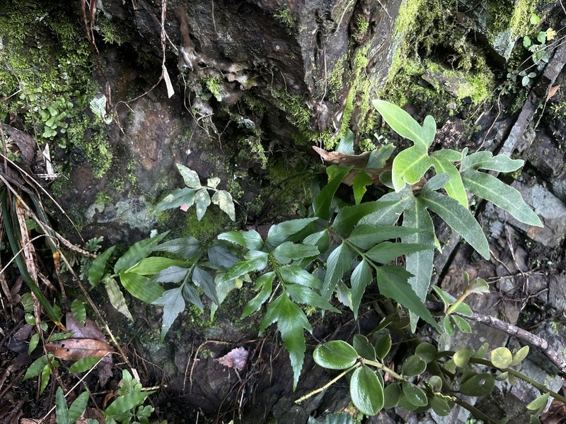 Asplenium falcatum photo 6