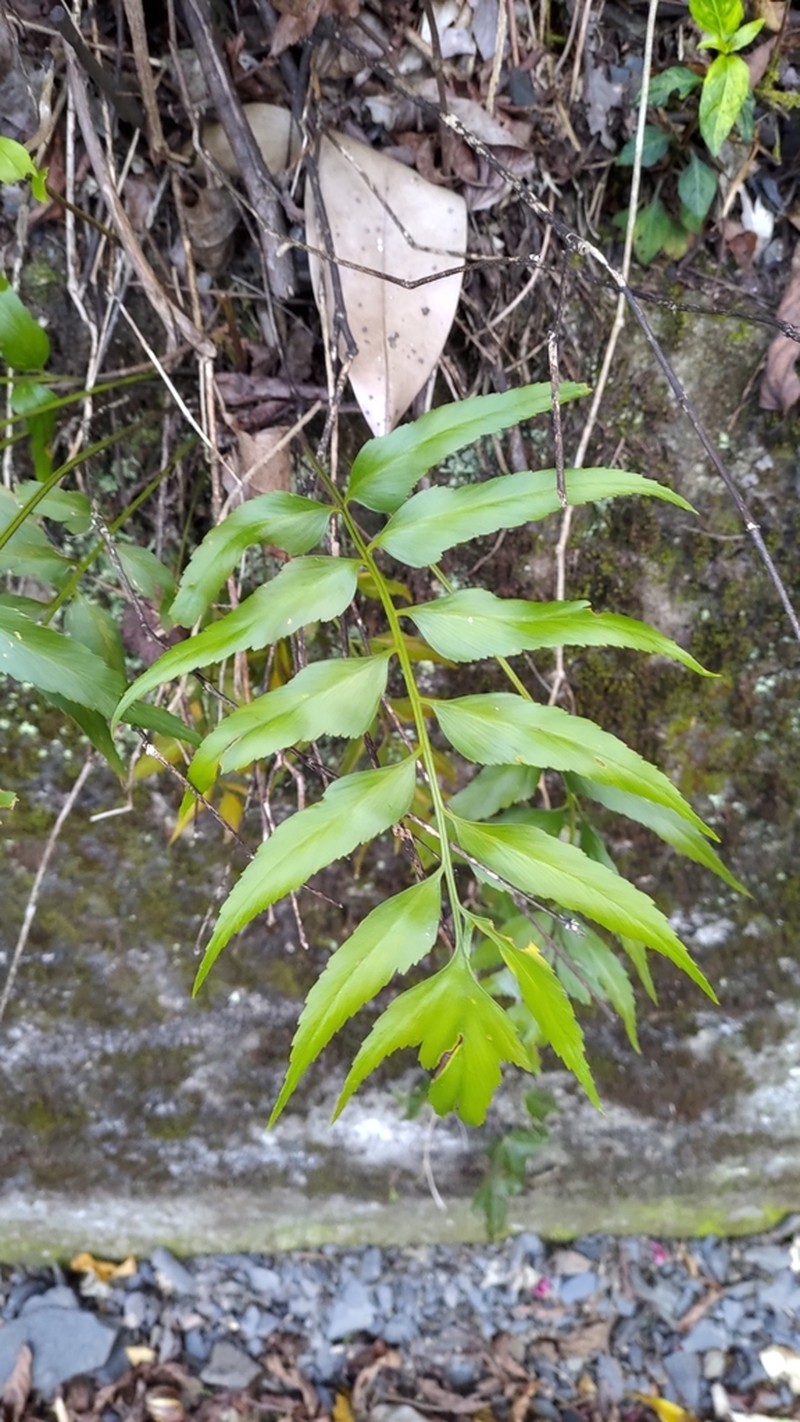 Asplenium falcatum photo 7