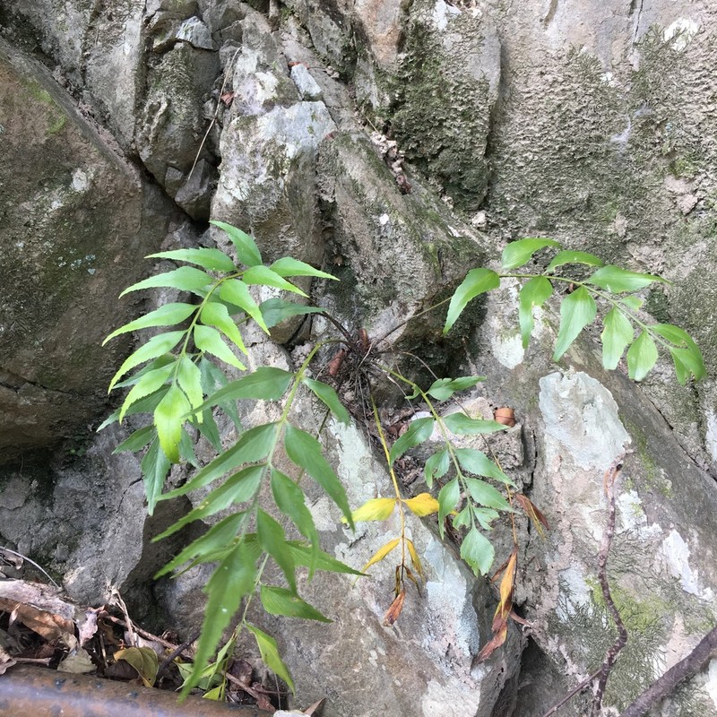 Asplenium falcatum photo 8