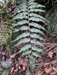 Fee's Spleenwort