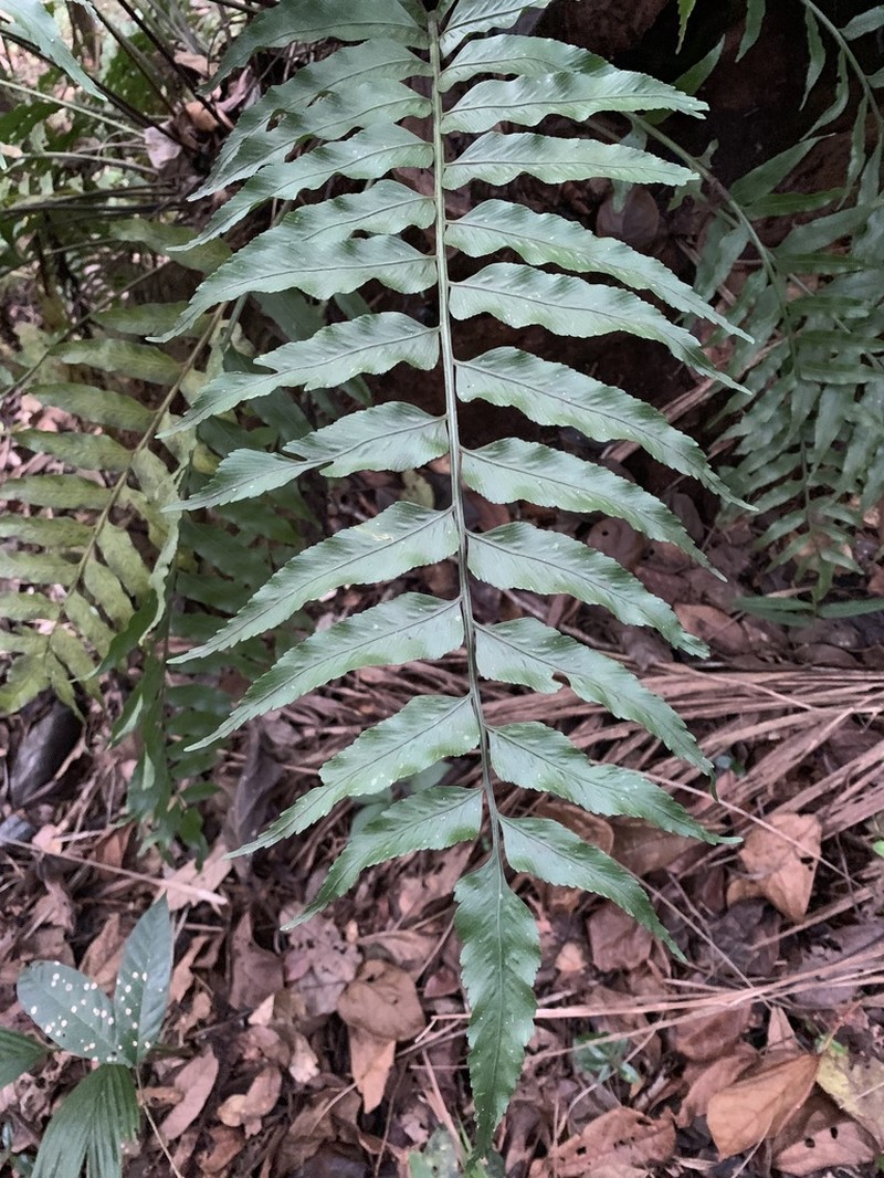 Fee's Spleenwort