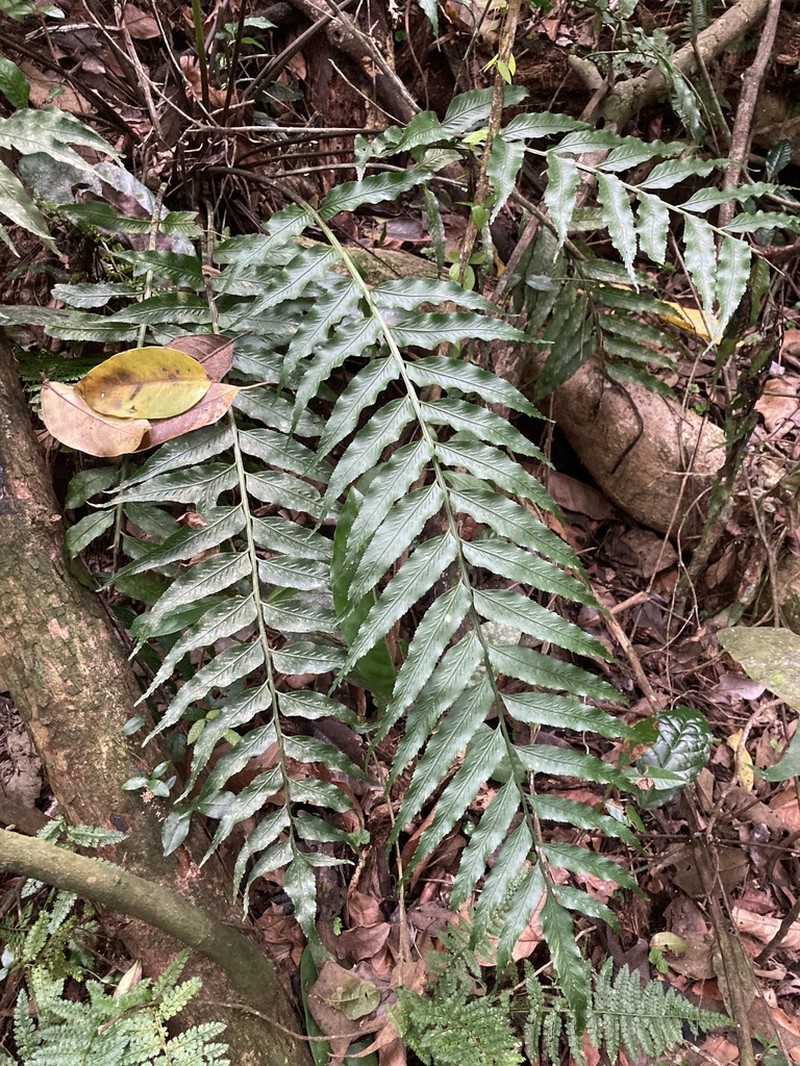 Fee's Spleenwort photo 2