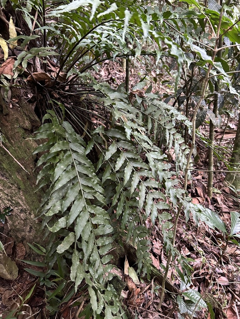 Fee's Spleenwort photo 3