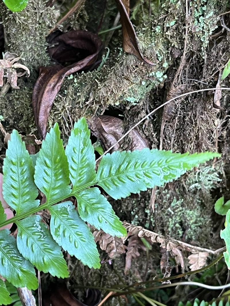 Fee's Spleenwort photo 4