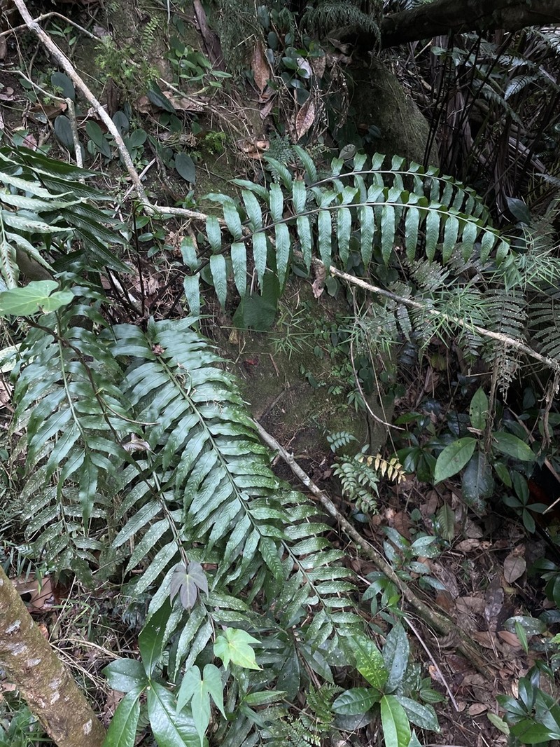 Fee's Spleenwort photo 5