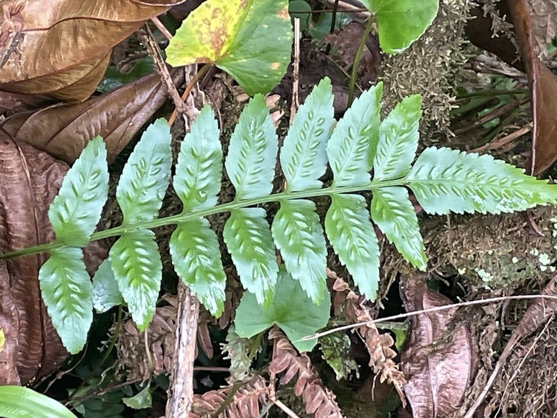 Fee's Spleenwort photo 6