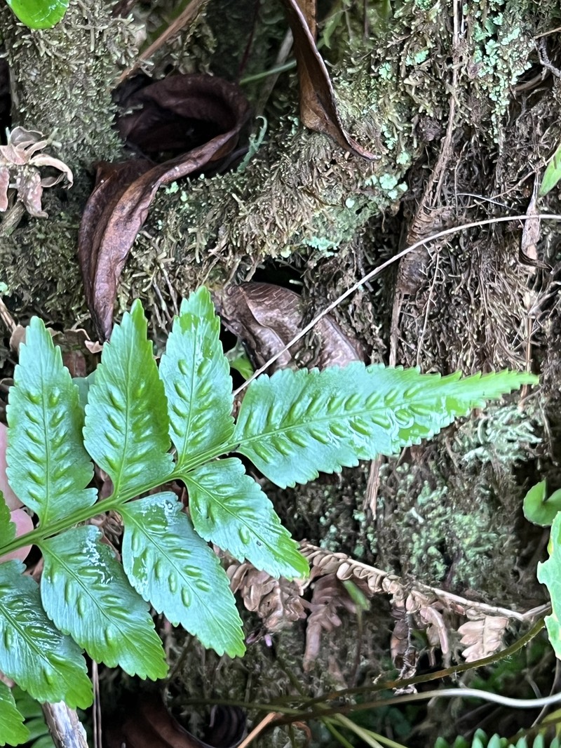 Fee's Spleenwort photo 8