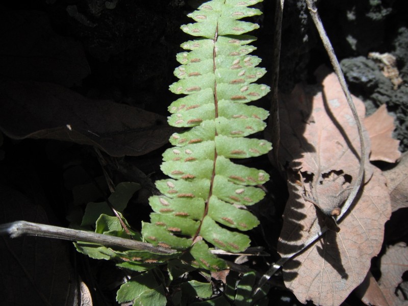 Asplenium fibrillosum