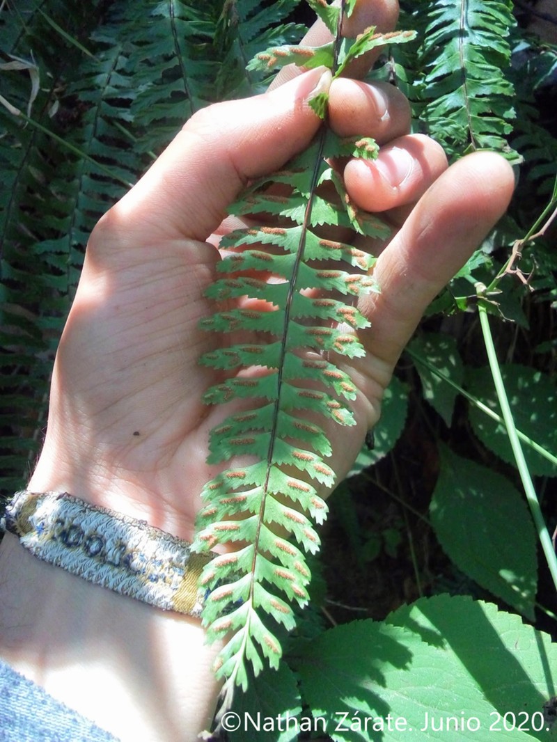 Asplenium fibrillosum photo 3