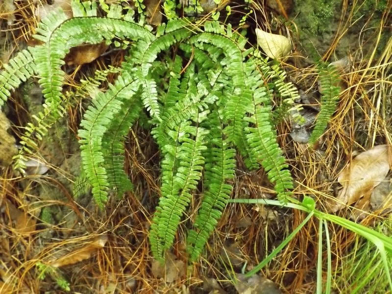 Asplenium fibrillosum photo 4