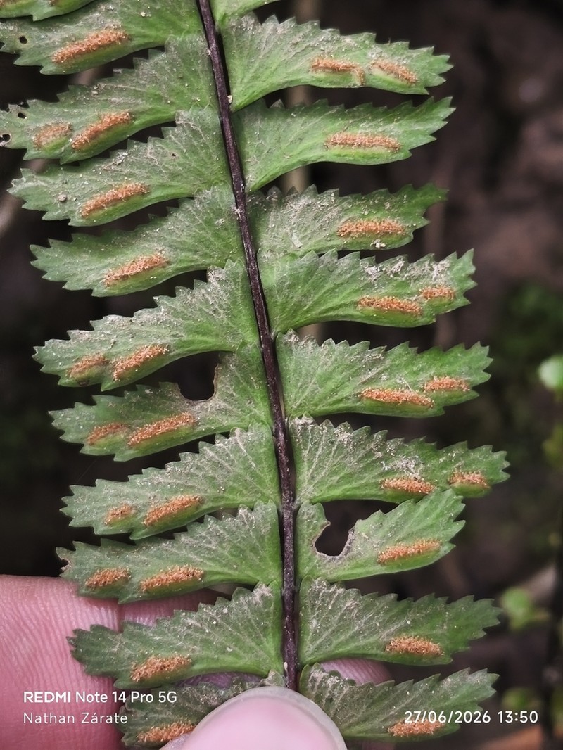 Asplenium fibrillosum photo 5