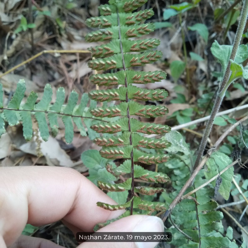 Asplenium fibrillosum photo 6