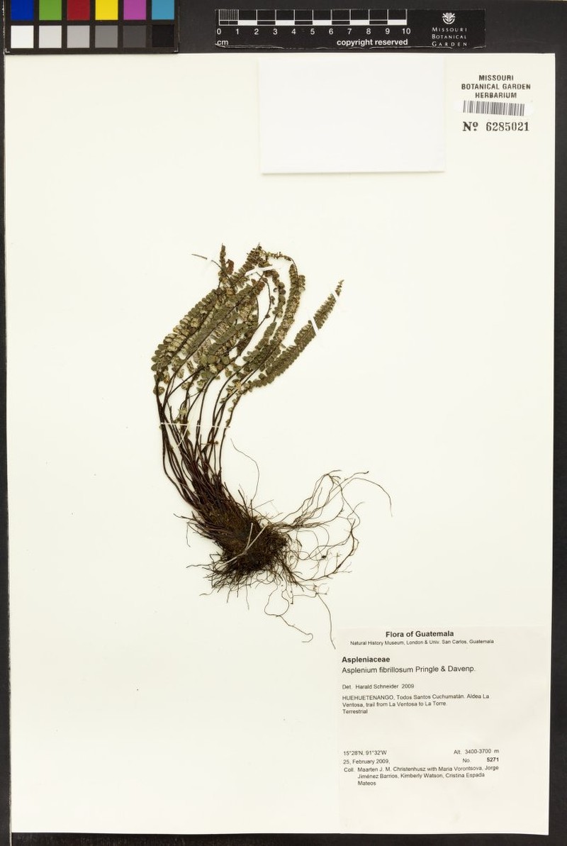 Asplenium fibrillosum photo 8