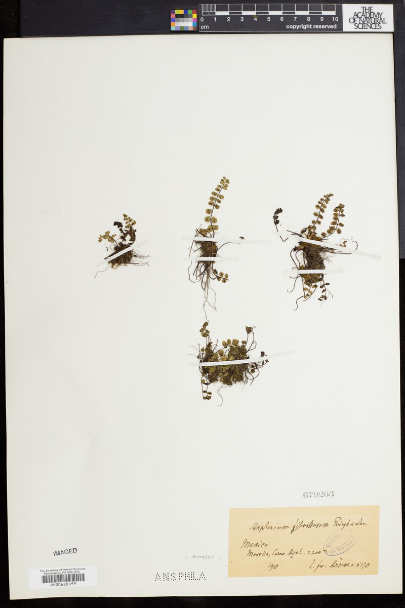Asplenium fibrillosum