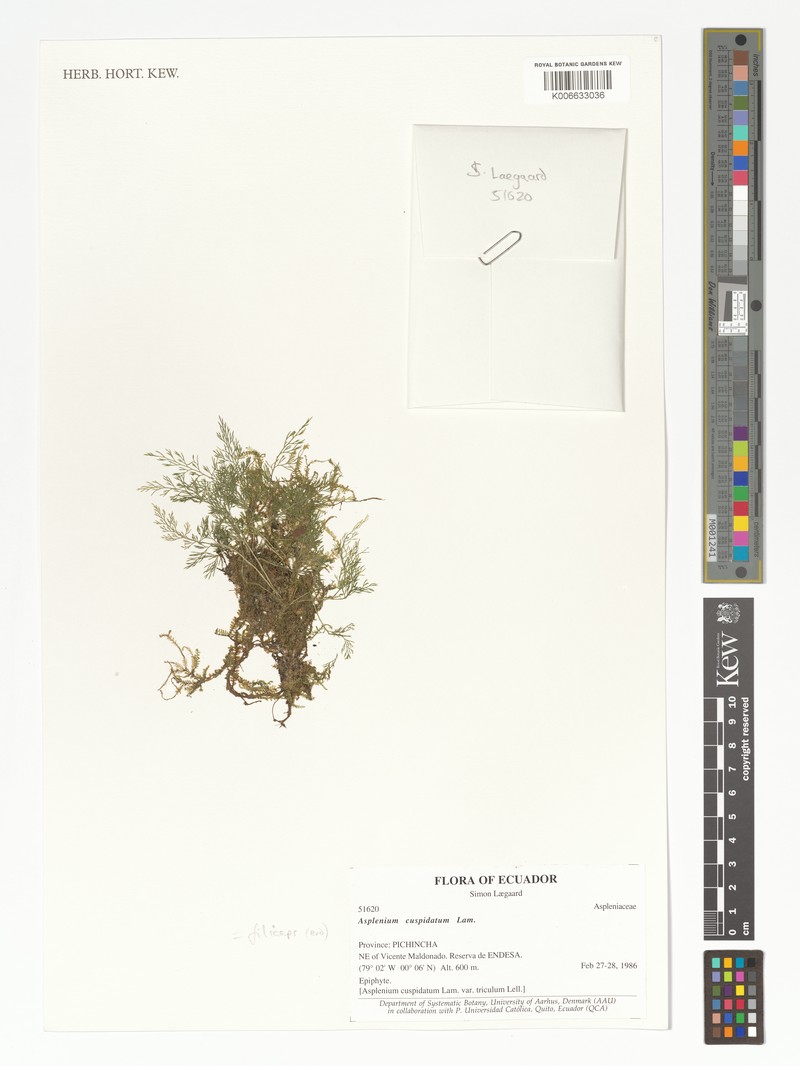Asplenium filiceps photo 2