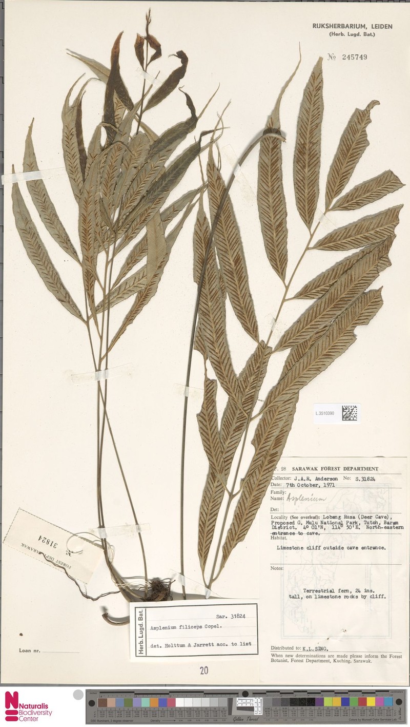 Asplenium filiceps photo 3