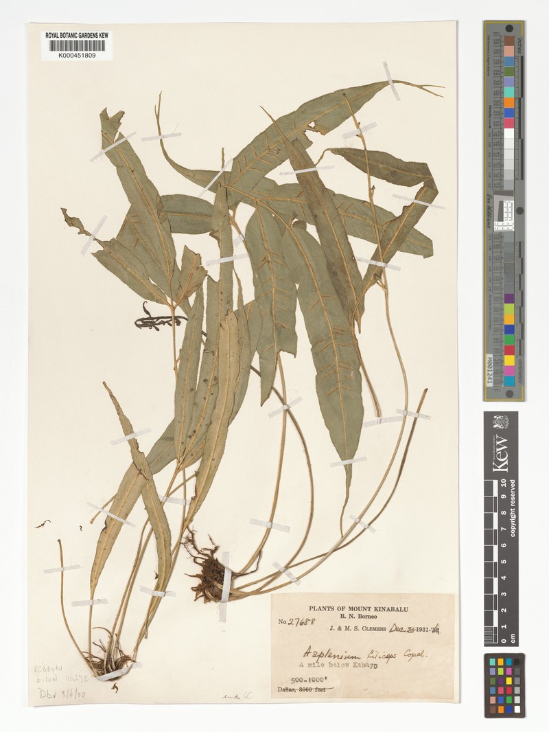 Asplenium filiceps photo 4