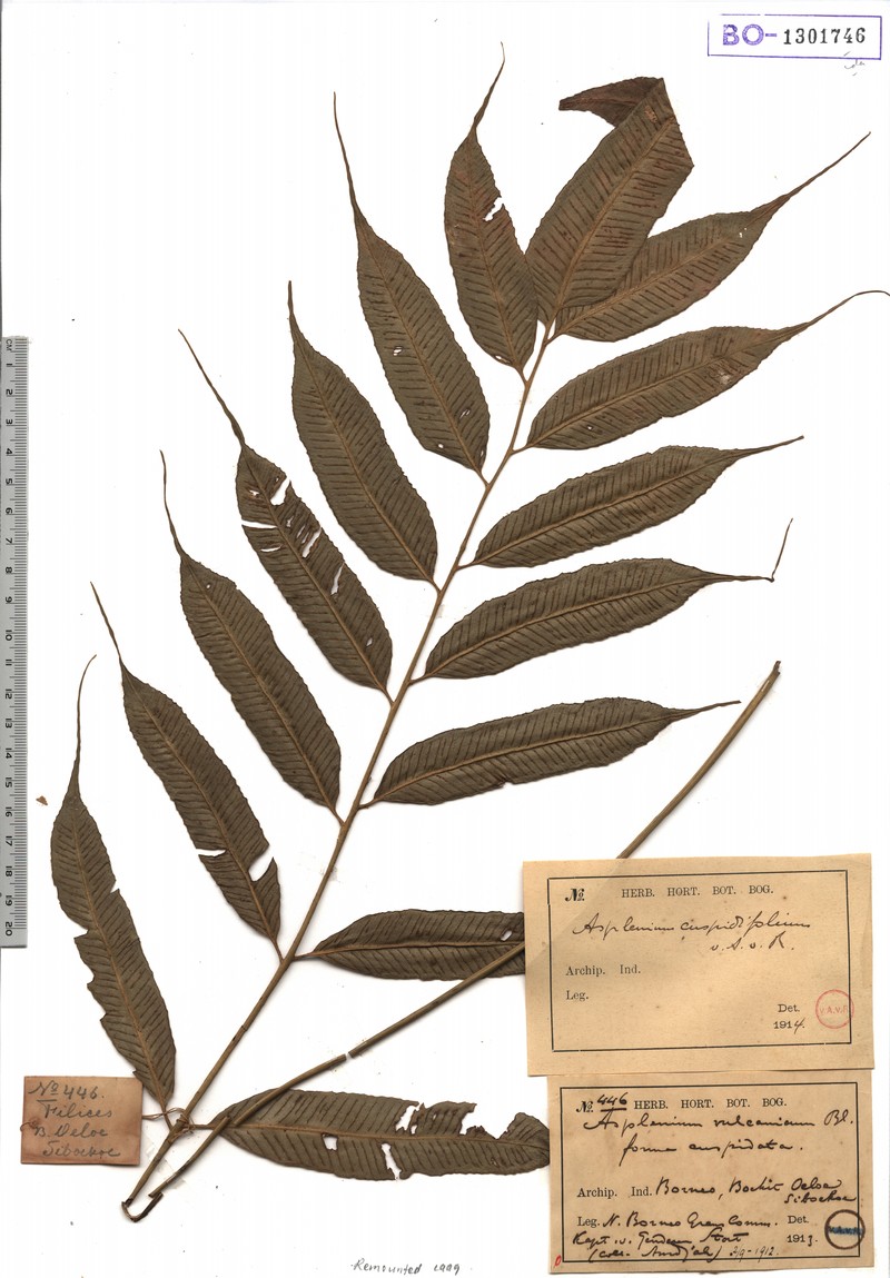 Asplenium filiceps