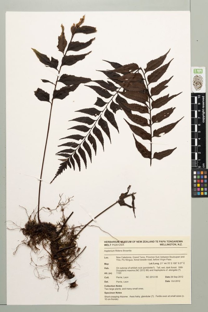 Asplenium filidens