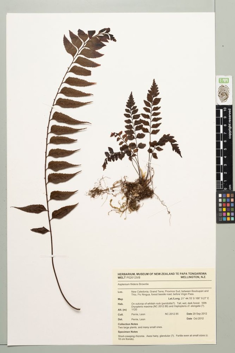 Asplenium filidens photo 2