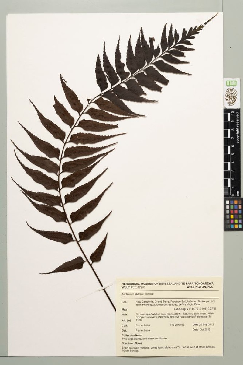 Asplenium filidens photo 3