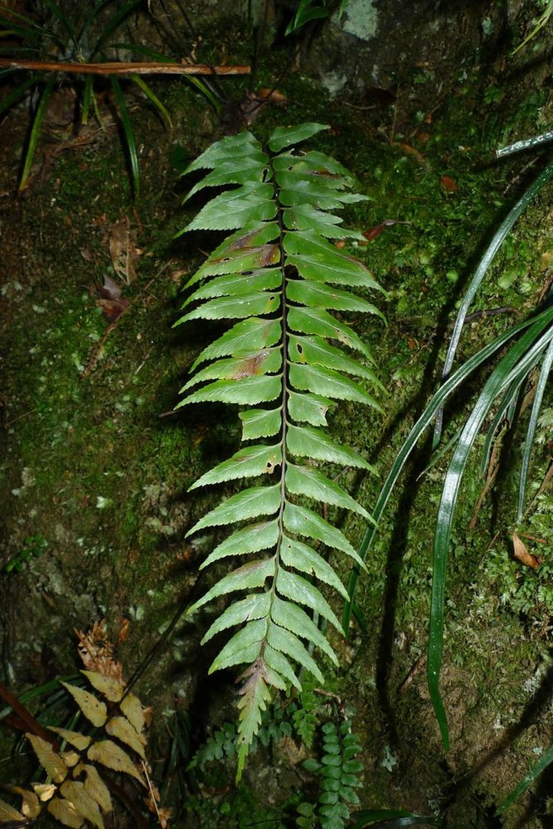 Asplenium filidens