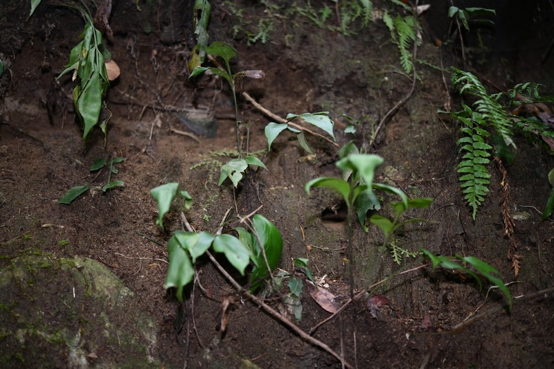 Asplenium finlaysonianum