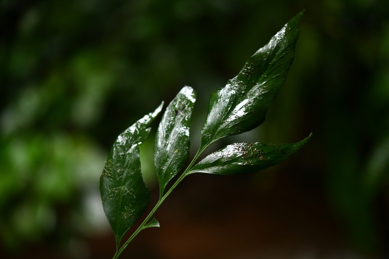 Asplenium finlaysonianum photo 4