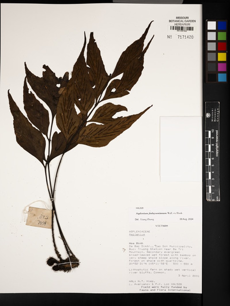 Asplenium finlaysonianum photo 5