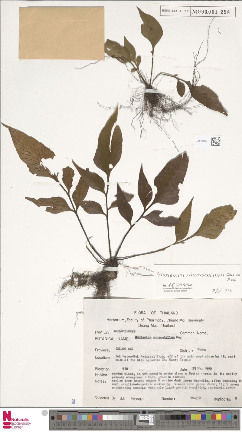 Asplenium finlaysonianum photo 6